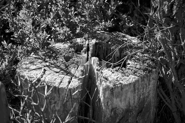 Stump B+W